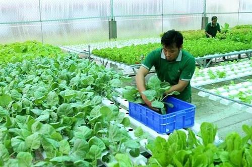 Sản phẩm nông nghiệp hữu cơ vẫn khó đầu ra
