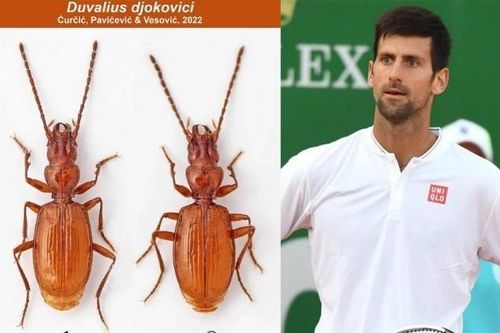 Loài bọ cánh cứng mới mang tên tay vợt Djokovic