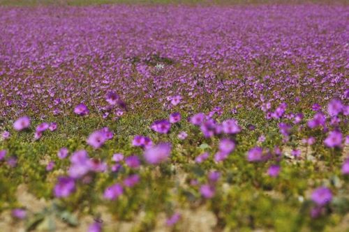 Chiêm ngưỡng hiện tượng 'Sa mạc nở hoa' độc đáo ở Chile