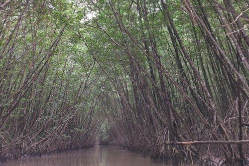 Khởi tố nguyên Giám đốc Vườn Quốc gia Mũi Cà Mau về hành vi tham ô