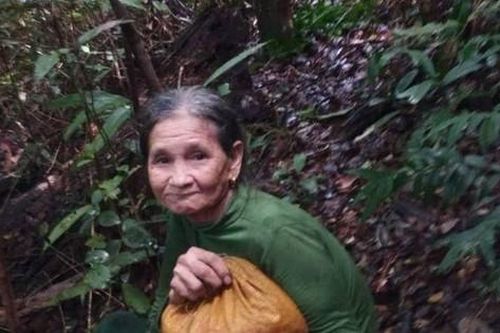 Xuyên đêm tìm kiếm cụ bà bị lạc trong rừng khi đi nhặt hạt dẻ