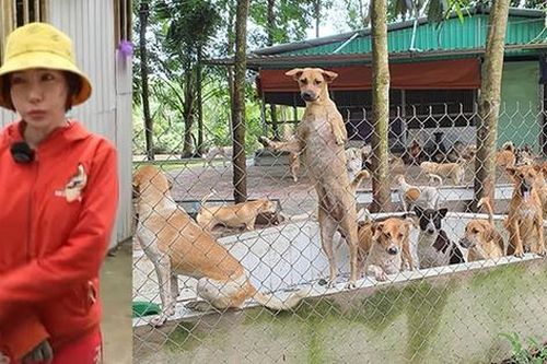 Người phụ nữ nuôi hơn 300 chú chó mèo, tốn 60 triệu/tháng