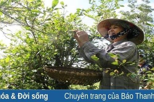 Chè Sánh Lược trên đất Vạn Lại xưa