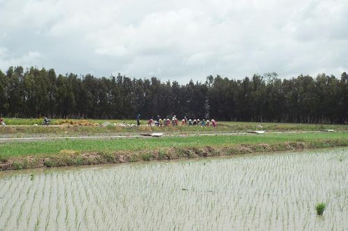 Chủ động chuẩn bị vụ đông xuân 2022-2023