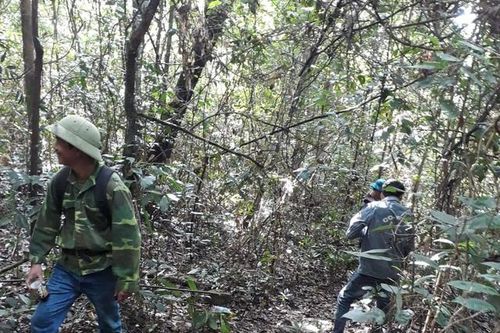 Tìm thấy cụ bà mất tích khi đi nhặt hạt dẻ trong rừng