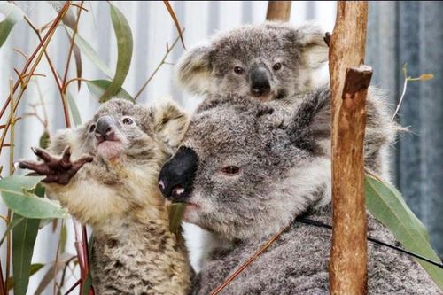 Australia đẩy mạnh bảo tồn đa dạng sinh học