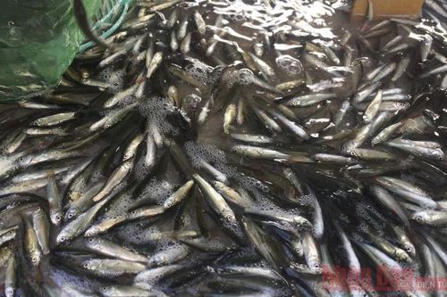 Mưu sinh mùa lũ muộn