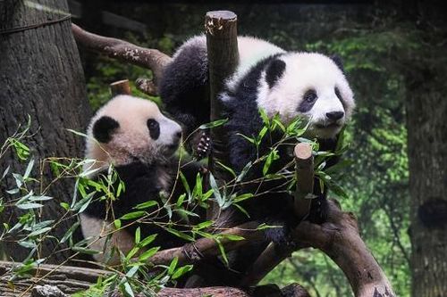 Ngoại giao gấu trúc trong quan hệ Trung-Nhật: Sứ giả chữa lành!