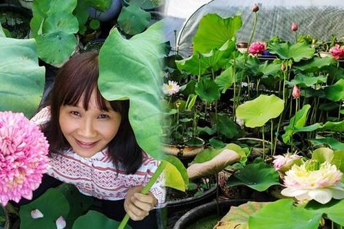 Vườn sen của mẹ Việt trên đất Bỉ: Chủ nhân đầu tư 2 nhà kính, hệ thống sưởi ấm nước