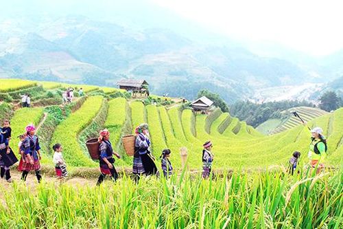 Mùa vàng Mù Cang Chải
