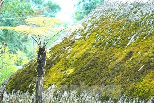 Đẹp mê mẩn những mái nhà phủ đầy rêu xanh ở đỉnh Tây Côn Lĩnh