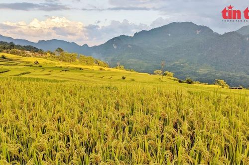 Hút hồn ruộng bậc thang 'Mùa vàng Hồng Thái'