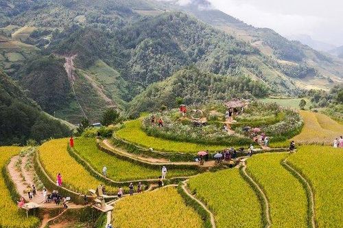 Mù Cang Chải: Mê mẩn mùa lúa chín trên đồi Mâm xôi