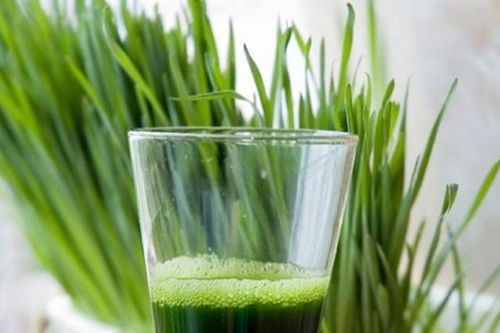 Nhiều người 'phát sốt' vì cỏ lúa mì giúp làm đẹp, tiêu hóa tốt, chống ung thư: Chuyên gia nói gì?