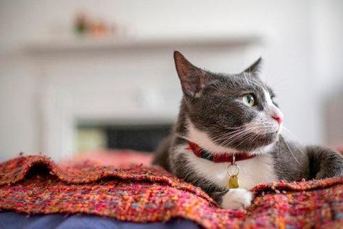 Giá thức ăn thú cưng tăng cao: Dân Anh 'bỏ rơi' chó mèo, công tác cứu trợ ở Hàn gặp khó