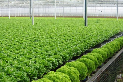 'Bỏ túi' một vài mẹo chọn rau an toàn cho bữa cơm hàng ngày