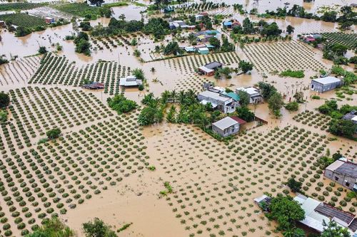 400 ha thanh long ở Bình Thuận ngập trong nước
