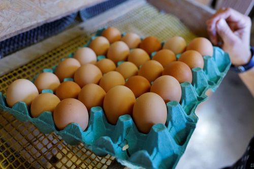 Giá trứng tăng cao buộc ngành công nghiệp thực phẩm Pháp phải thay đổi công thức nấu ăn