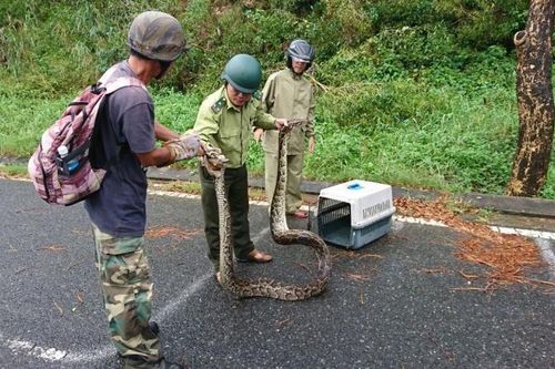 Đà Nẵng phát hiện cá thể trăn tấn công khỉ trên bán đảo Sơn Trà