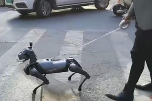 Giới trẻ Trung Quốc ngày càng thích 'nuôi chó robot'