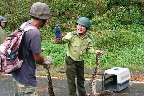 Trăn 'khủng' quấn chết khỉ trên núi Sơn Trà