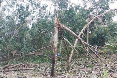Cao su Nghệ An thiệt hại nặng nề do mưa lũ