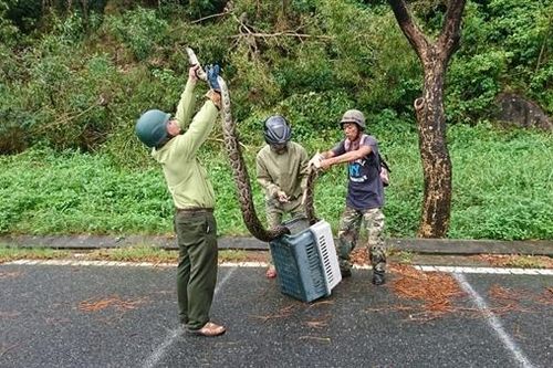 Trăn gấm khủng gần 5m siết gục khỉ vàng trên núi Sơn Trà