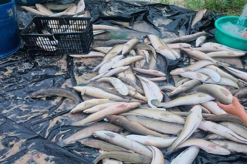 Sét đánh chết hơn 3 tấn cá của ngư dân Quảng Bình