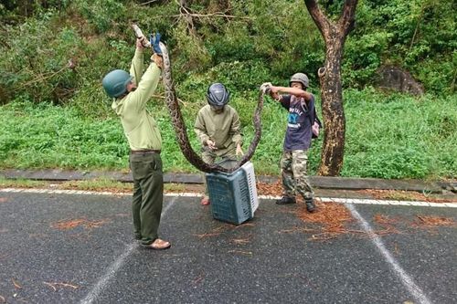Tò mò trăn gấm 4m siêu hiếm quấn chết khỉ dưới núi Sơn Trà