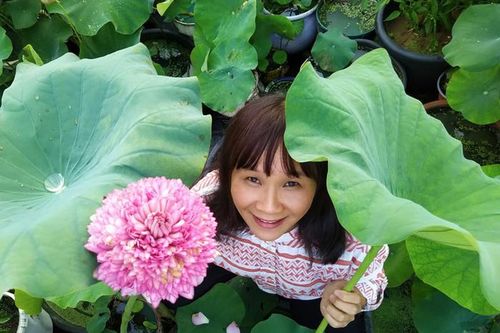 Bí quyết trồng sen xứ lạnh của bà mẹ Việt giữa lòng Châu Âu