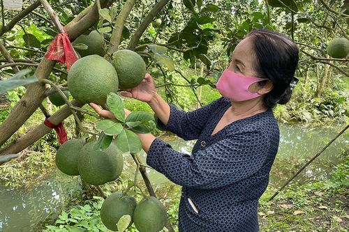 Tất bật vụ trái cây Tết