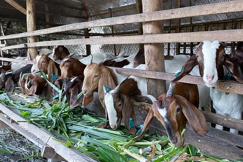 Chăn nuôi dê hiệu quả với chế phẩm sinh học