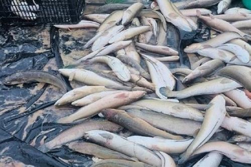Sau đêm giông lốc, hồ cá bị sét đánh chết hàng loạt