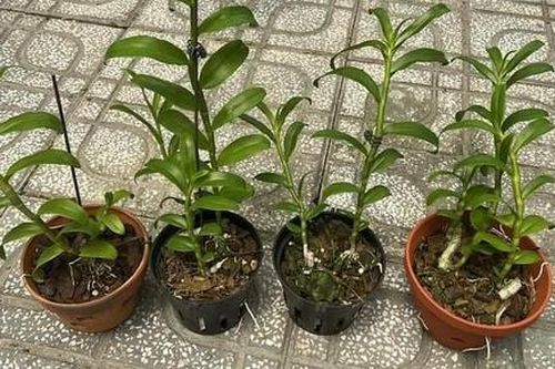Lan đột biến: Từ thương vụ tiền tỷ đến cú sốc giá rẻ