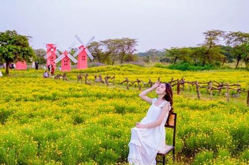Mê mẩn trước cánh đồng cúc sao băng độc nhất tại Hà Nội