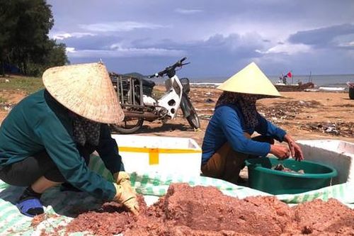 Đánh bắt ruốc biển sau mưa lũ, ngư dân kiếm tiền triệu mỗi ngày