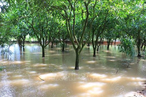 Nhiều vườn cây ăn quả bị ngập do triều cường