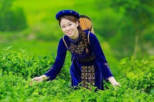 Hương chè xứ Thái