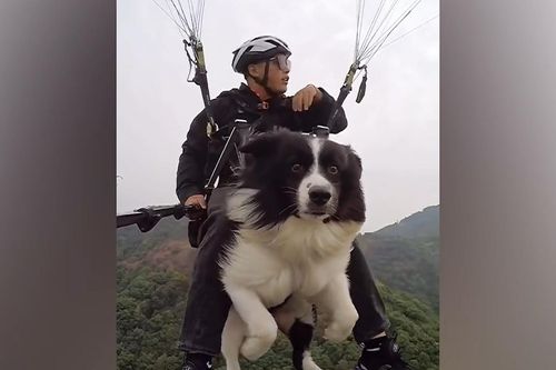 Chú chó 3 tuổi bay dù lượn cùng chủ nhân