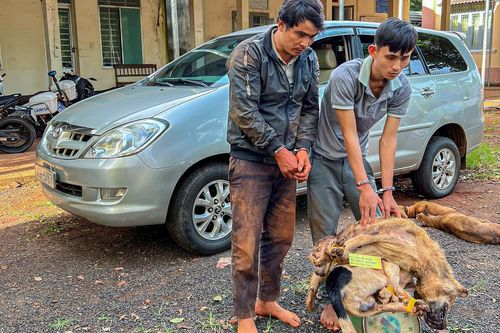 Truy đuổi hơn 10 km bắt nhóm chuyên dùng ôtô trộm chó