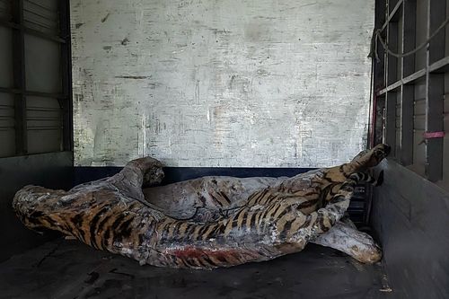 Chuyển giao xác 9 cá thể hổ tại Nghệ An về Bảo tàng Thiên nhiên Việt Nam