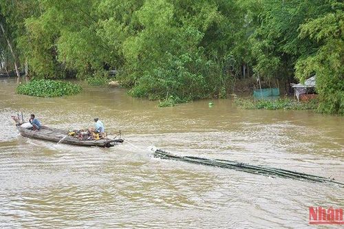 Đồng Tháp: Chủ động ứng phó lũ kết hợp triều cường và sạt lở bờ sông