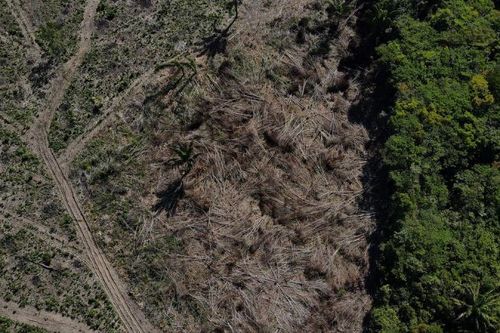 WWF: 69% quần thể động vật hoang dã bị suy giảm kể từ năm 1970