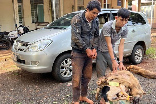 Bình Phước: Cảnh sát bắt giữ băng nhóm dùng ôtô đi trộm chó