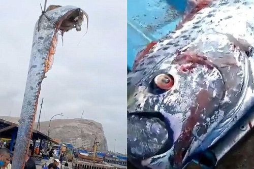 Cá dự báo động đất 'khổng lồ' xuất hiện tại bờ biển Mexico: 'Điềm xấu' từ thiên tai?