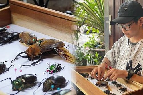 'Báu vật' hơn 200 mẫu tiêu bản bọ cánh cứng của chàng trai genZ
