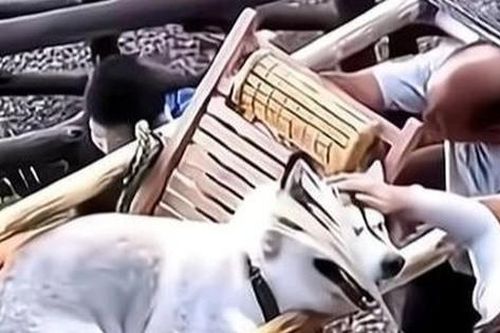 Cô gái bị chỉ trích vì thuê người khiêng chó cưng khi đi du lịch