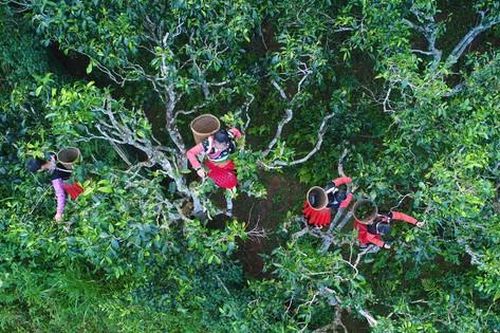 Đẩy mạnh hợp tác quảng bá đưa chè shan tuyết cổ thụ Việt Nam ra thị trường quốc tế