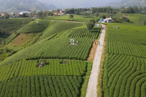 Đồi chè Cầu Đá - Điểm tham quan, check in tuyệt vời dành cho du khách tại Thái Nguyên