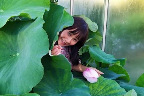Vườn sen rực rỡ, thơm ngát giữa châu Âu của người phụ nữ Việt